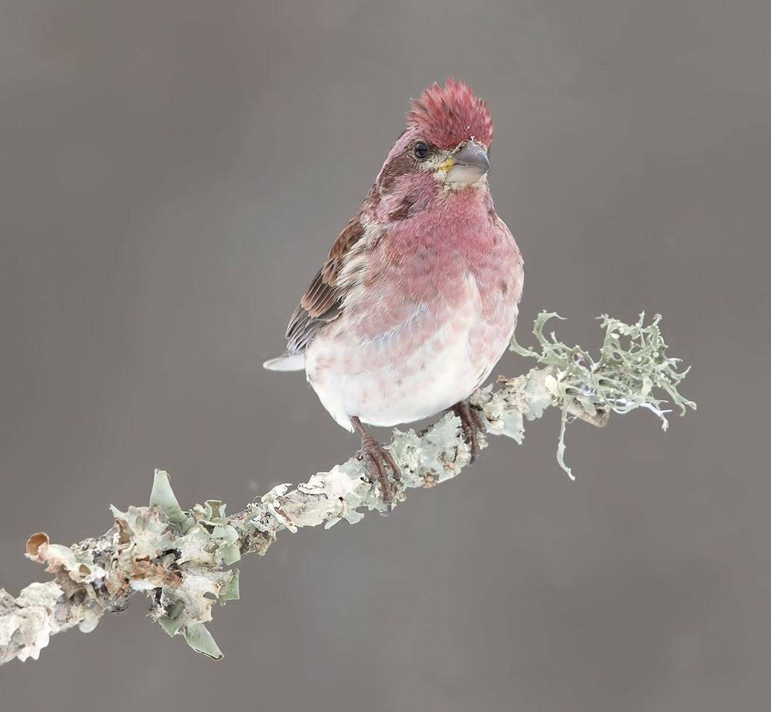 purple finch, пурпурная чечевица, чечевица, зима, Elizabeth Etkind