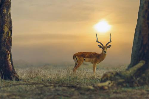 behind the sunset