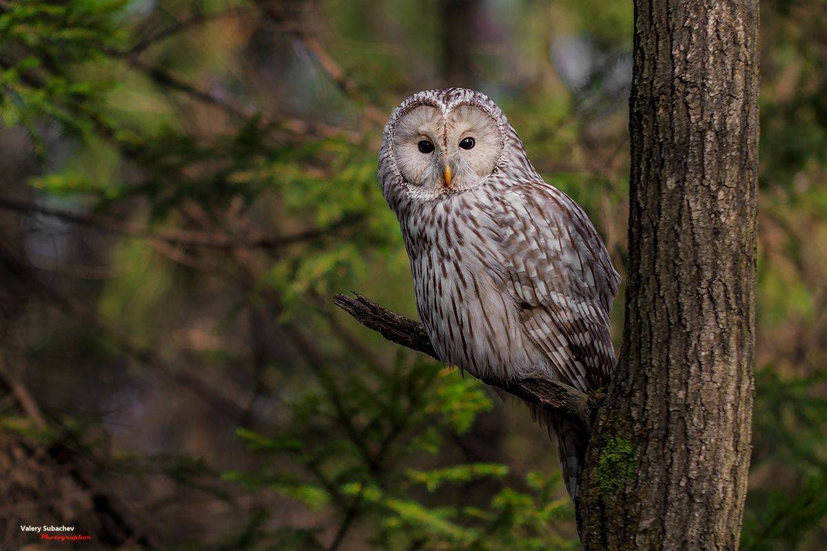 , Валерий Субачев