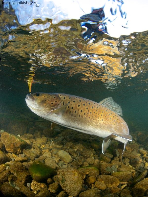 Ленок фото превью