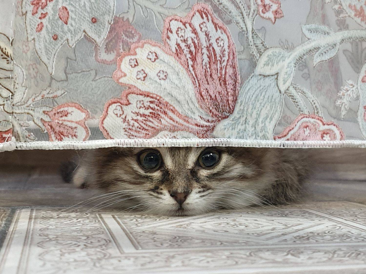 котики, кошки, котята, домашние животные, любимцы, Куликова Ирина