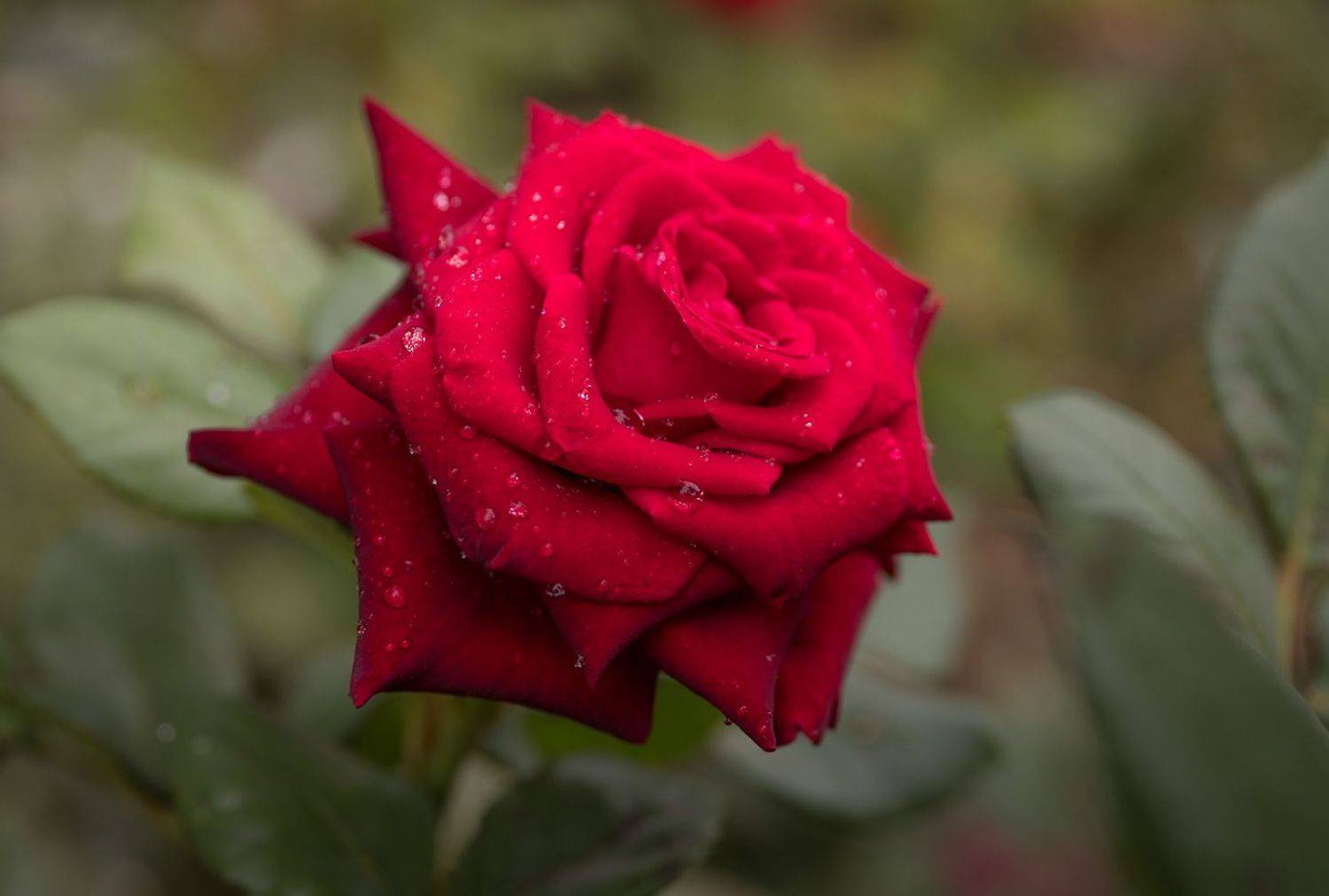 flowers, garden, black magic, rose, цветы, садовые, роза, Алексей Юденков