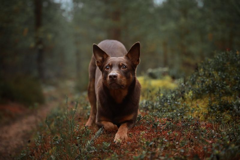 Асана фото превью