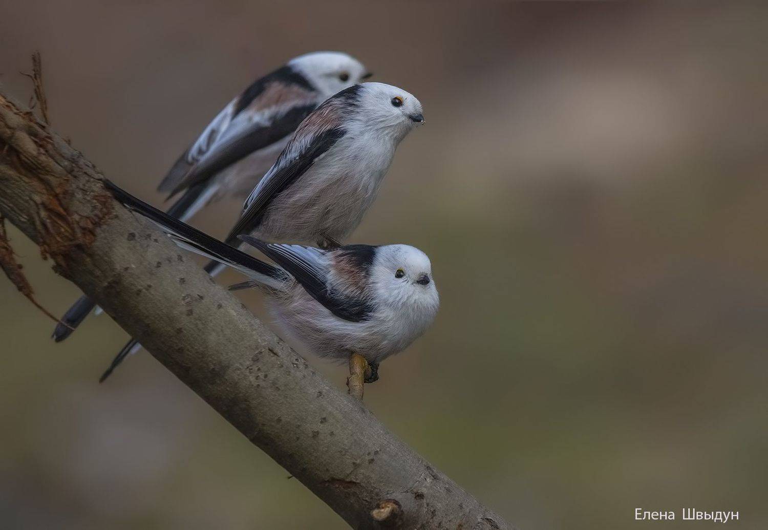 animal,  bird, animal wildlife,  animals in the wild,  nature,  songbird,  длиннохвостая_синица,  long_tailed_tit,  ополовник, sitting,  long-tailed tit, Елена Швыдун