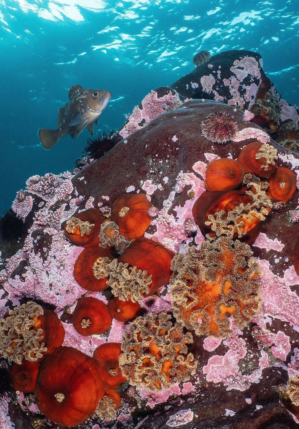 Подводное фото Монерон Сахалин, Сергей Шанин