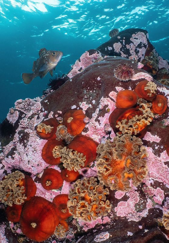 Подводное фото Монерон Сахалин Богатства Монерона фото превью