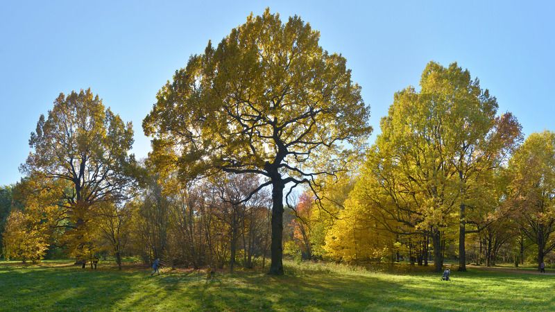 Дубы и солнце фото превью