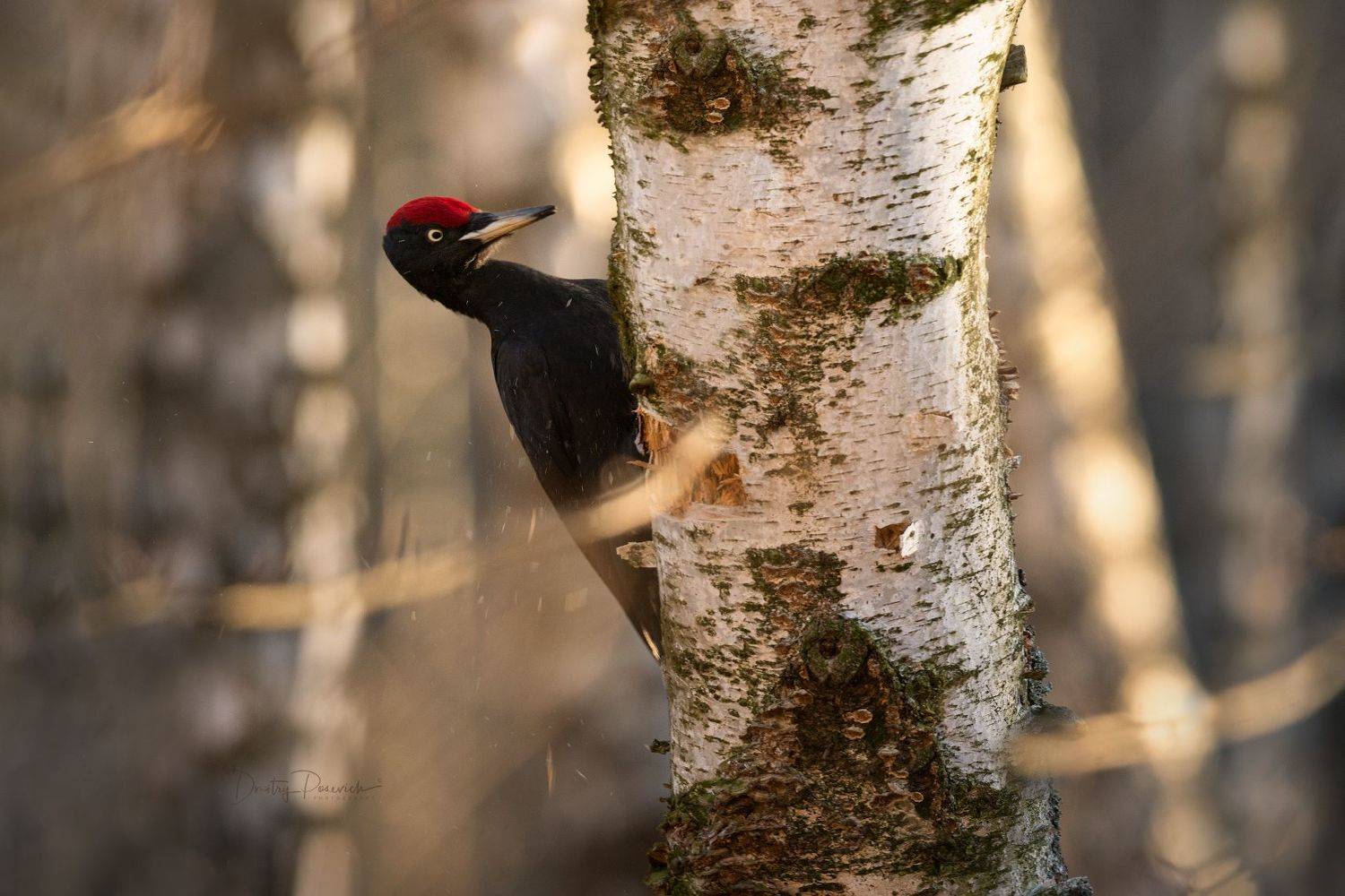 природа, лес, поля, огороды, животные, птицы, макро, Дмитрий Посевич