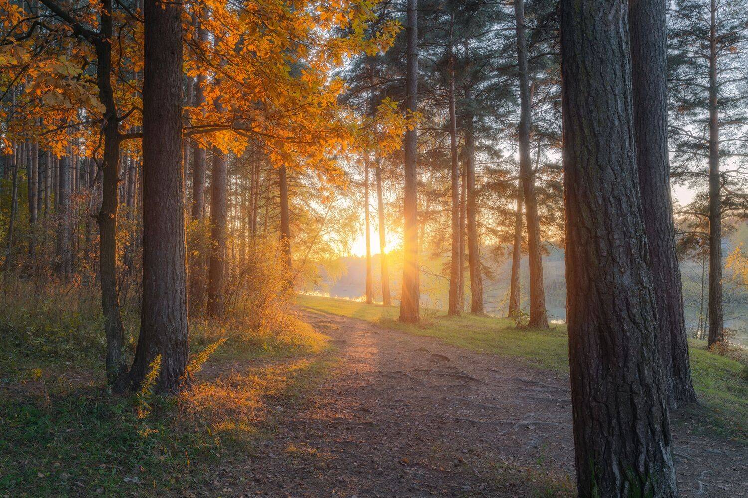 закат, природа, осень, пейзаж, Московская область, лес, Мартыненко Дмитрий