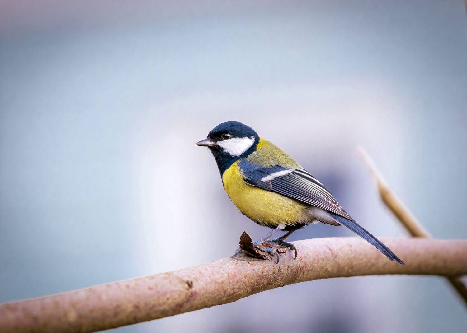 Синица, птица, осень, природа, красота, фотоохота, Александр Титов