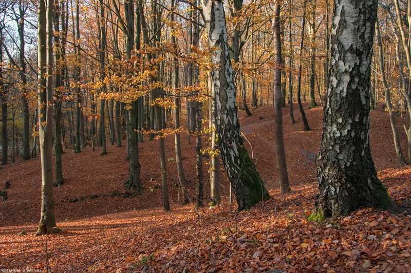 природа, пейзаж, осень В царстве безмолвных великанов фото превью