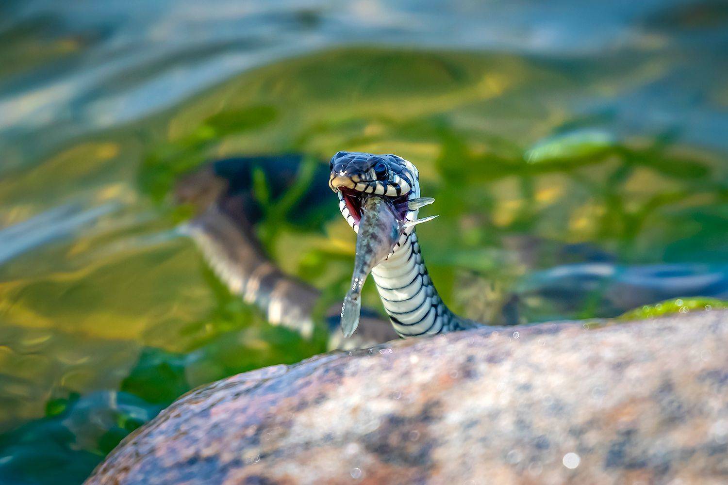 , Александр Абросимов