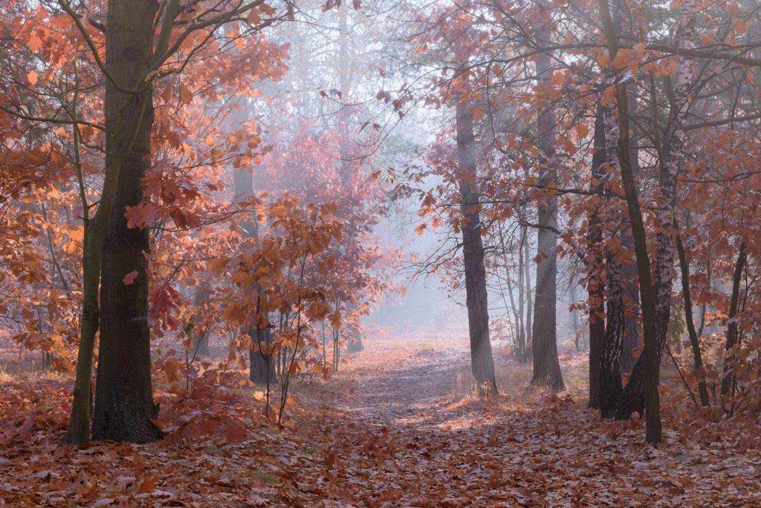 лес осень октябрь утро туман, Галанзовская Оксана