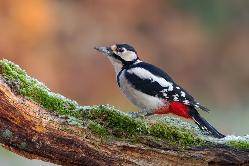 Stukacz фото превью