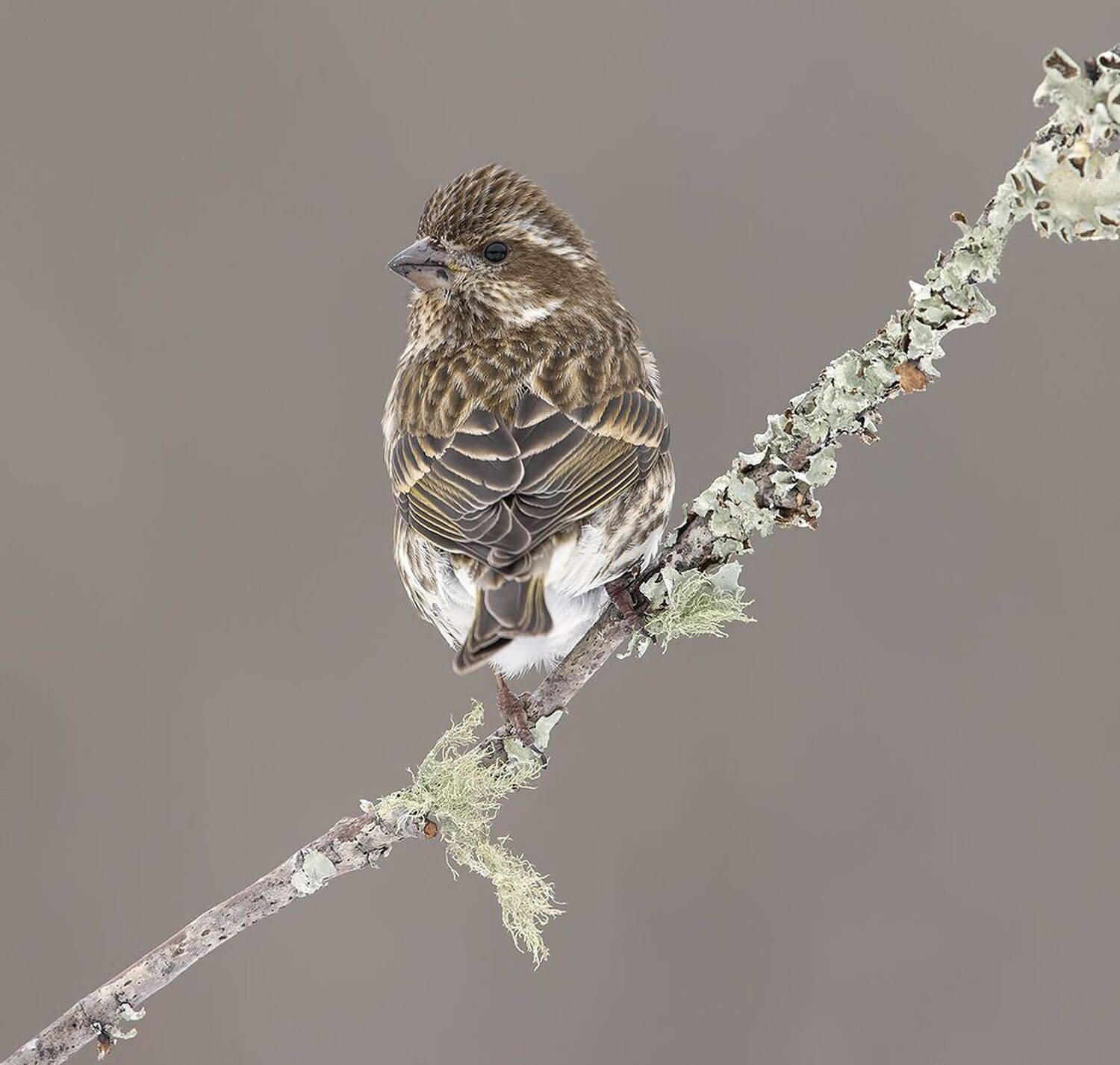 чечевица, зима,  purple finch,  finch, Elizabeth Etkind