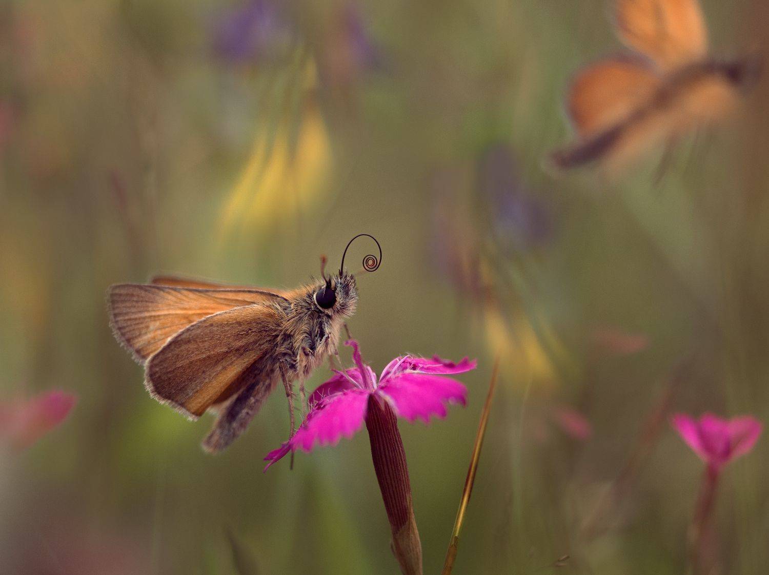 , Баранов Олег