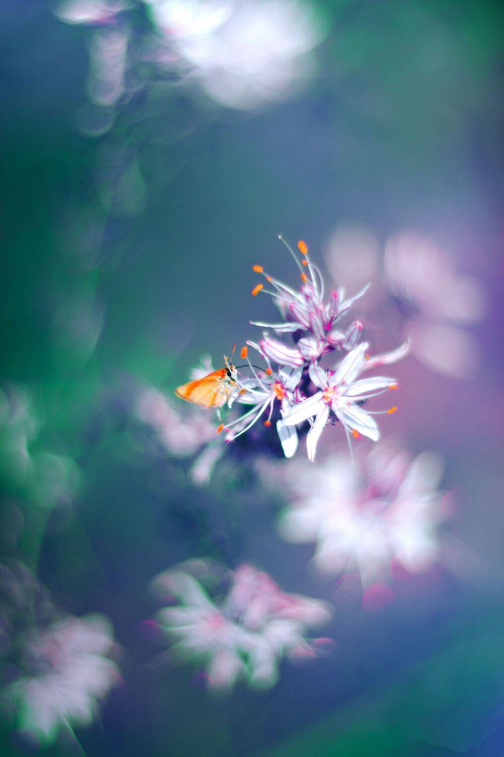 blue,flowers,wild,nature,light,bokeh,pink,zenit,helios,nikon,green,pink,butterfly, Борислав Алексиев