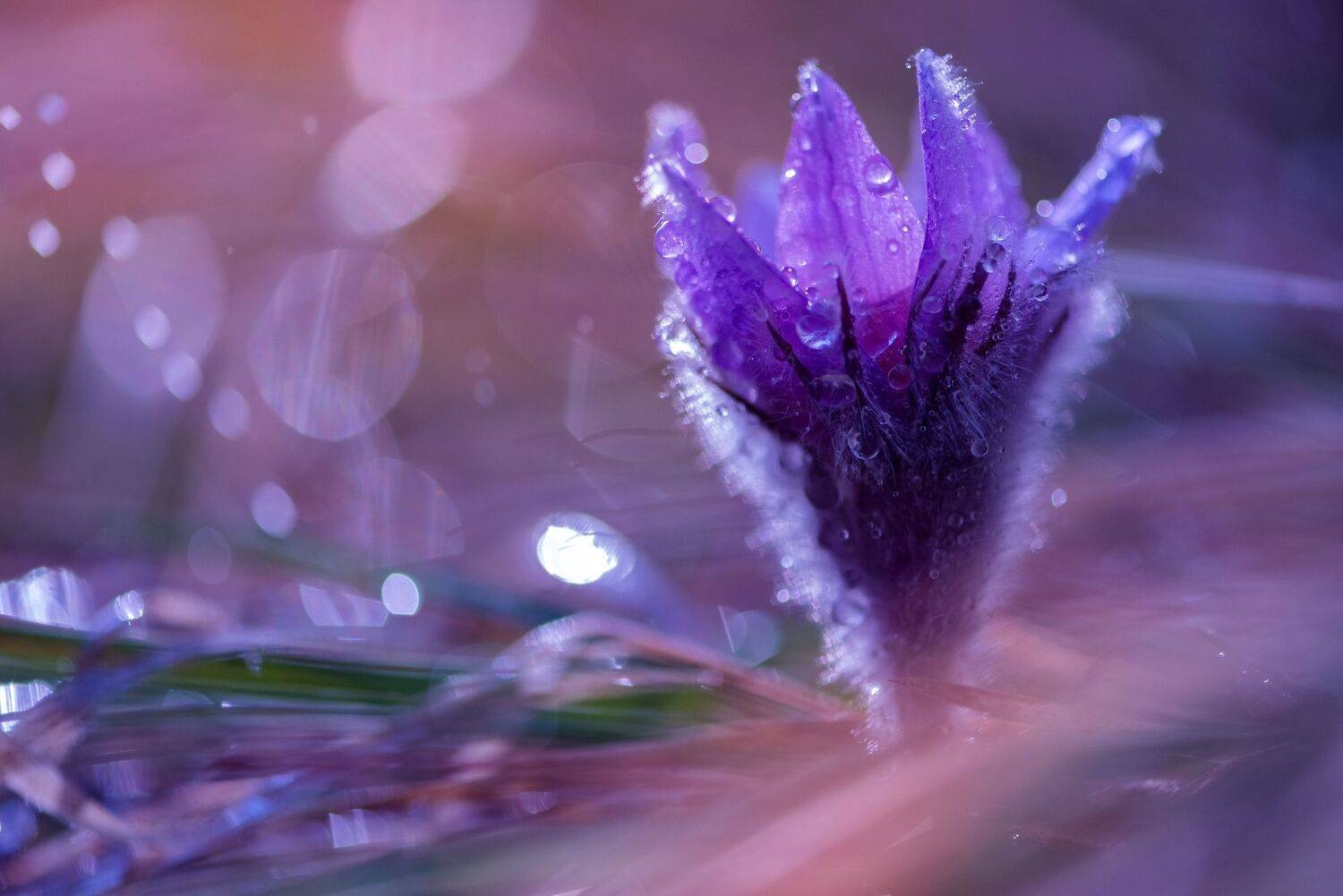 , Atanasova - Lucero Mariyana