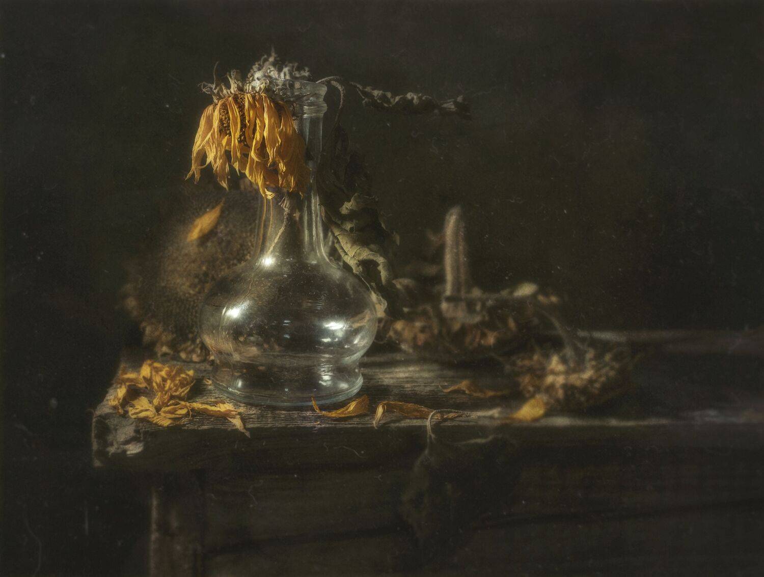 подсолнух,быт,цветы,деревня,сухое,прошлое,темный,сосуд, Владимир Володин