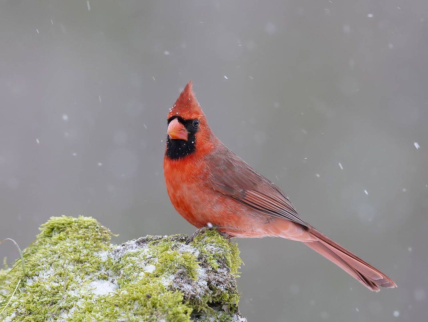 красный кардинал, northern cardinal, cardinal,кардинал, зима, Elizabeth Etkind