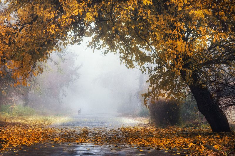 В туманах осени... фото превью