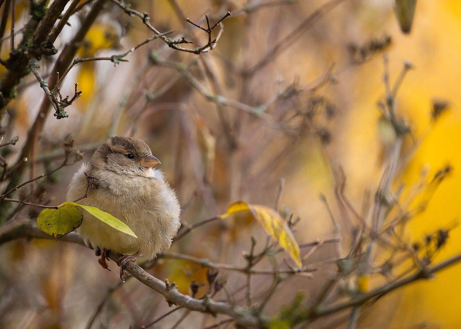 Sparrow. Автор: Robert Adamec , Robert Adamec
