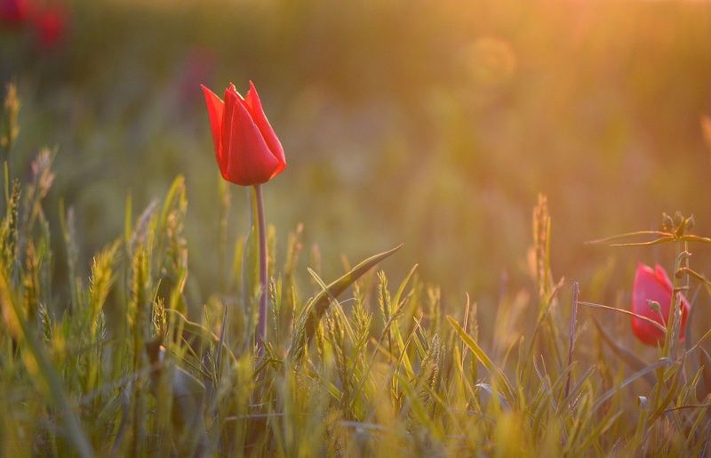 Закатный тюльпан фото превью