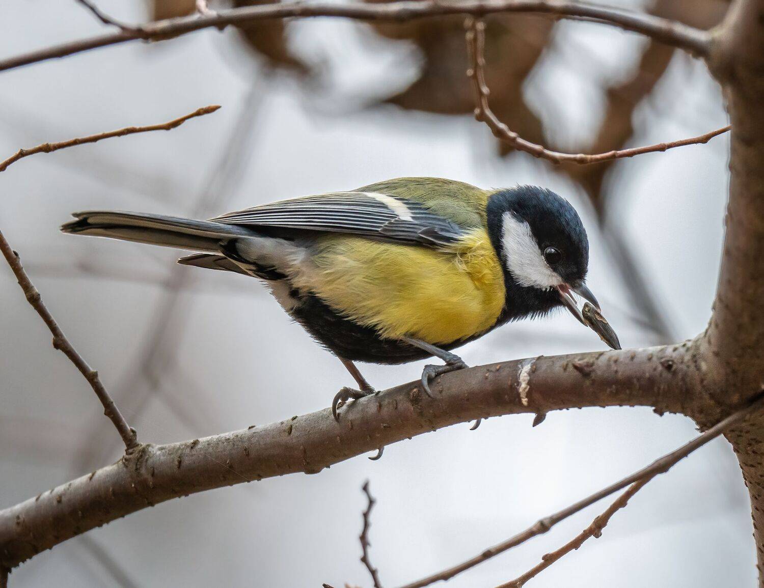 , Константин Дэм