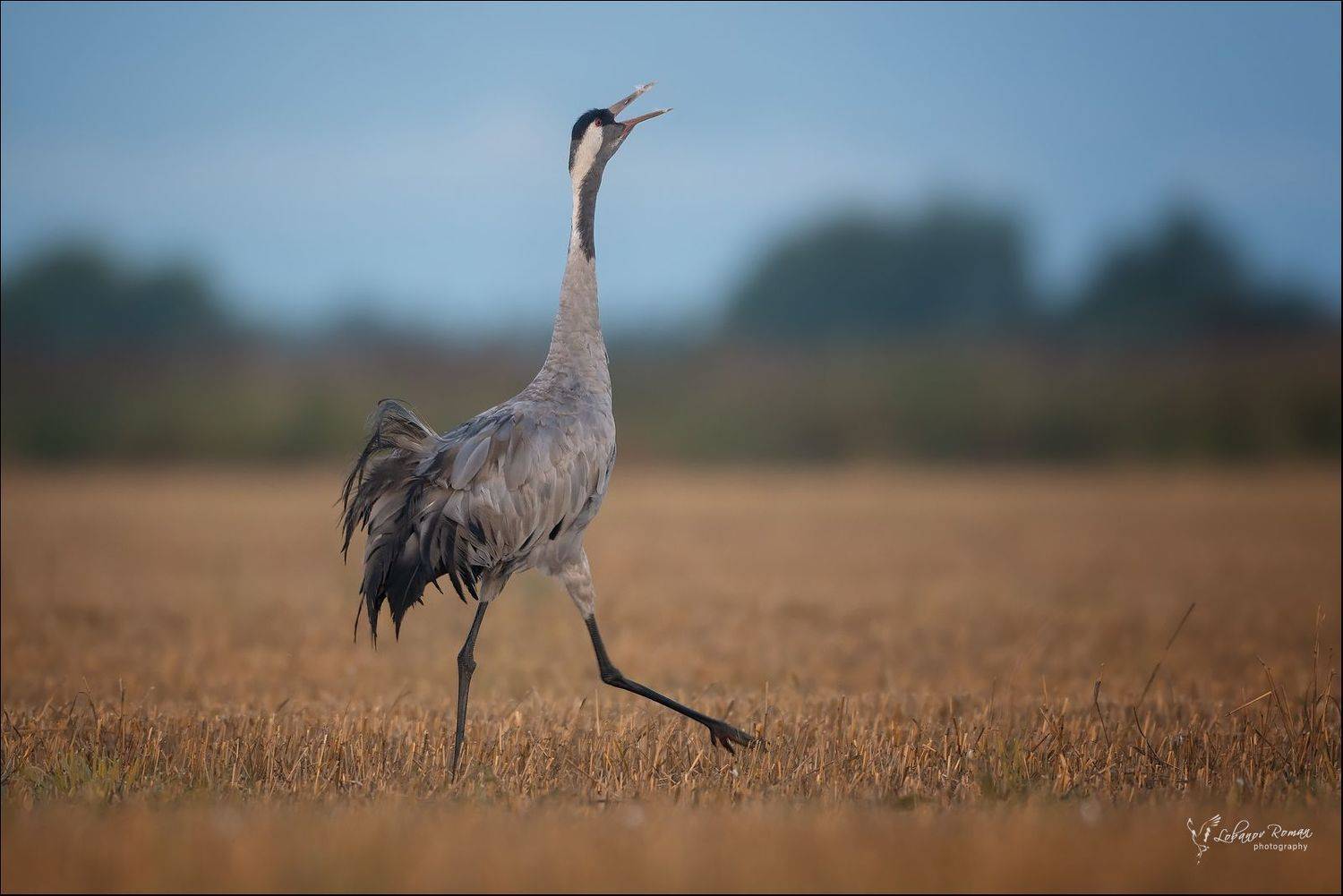 журавль, сергиев, посад, пересвет, лобанов, птицы, Lobanov Roman