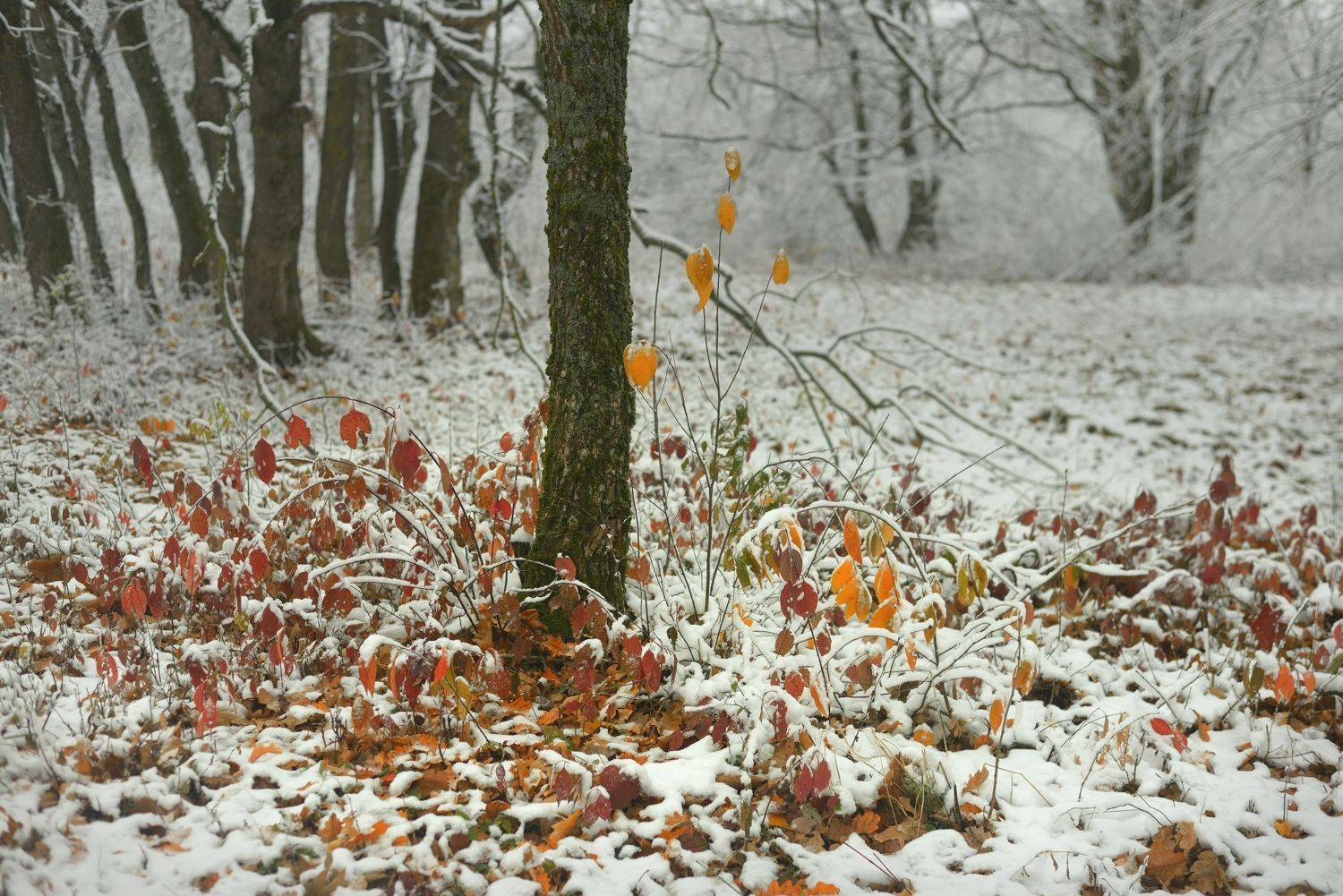 осень листва утро лес туман снег, Александр Жарников
