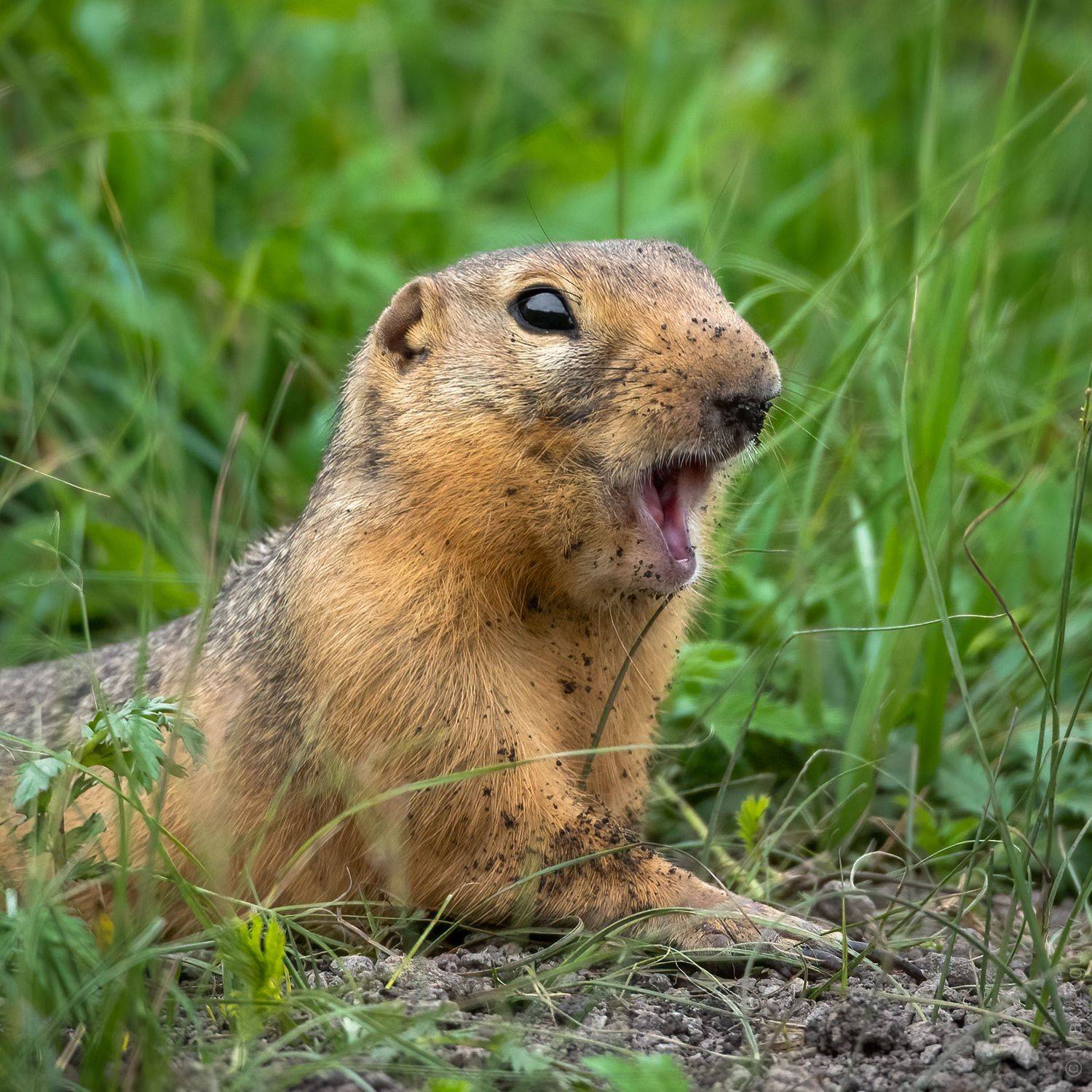 , Логунов Максим