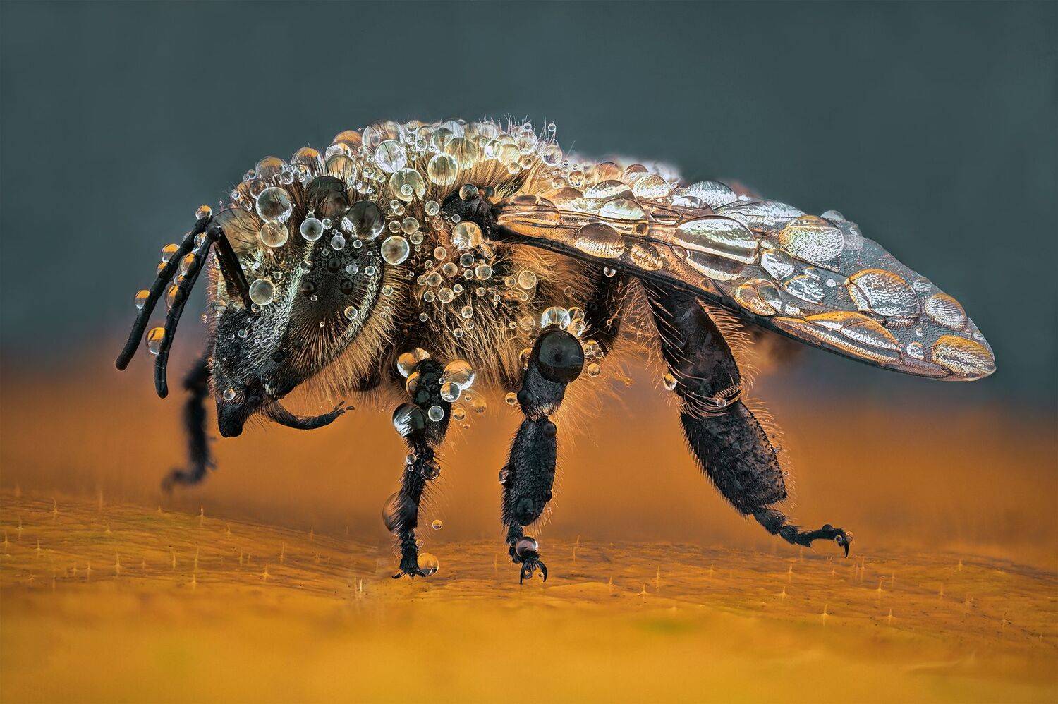 ceclii,macro,nikonz6ii, Tsvetan Ganev