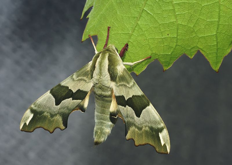макро,бражник липовый Камуфляжный мотылек фото превью