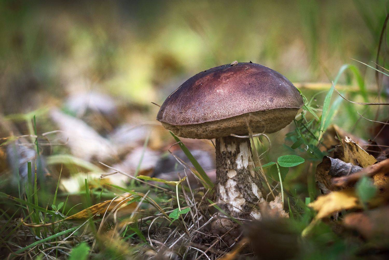 подберезовик, обабок, грибы, макро, осень, Елена Соколова