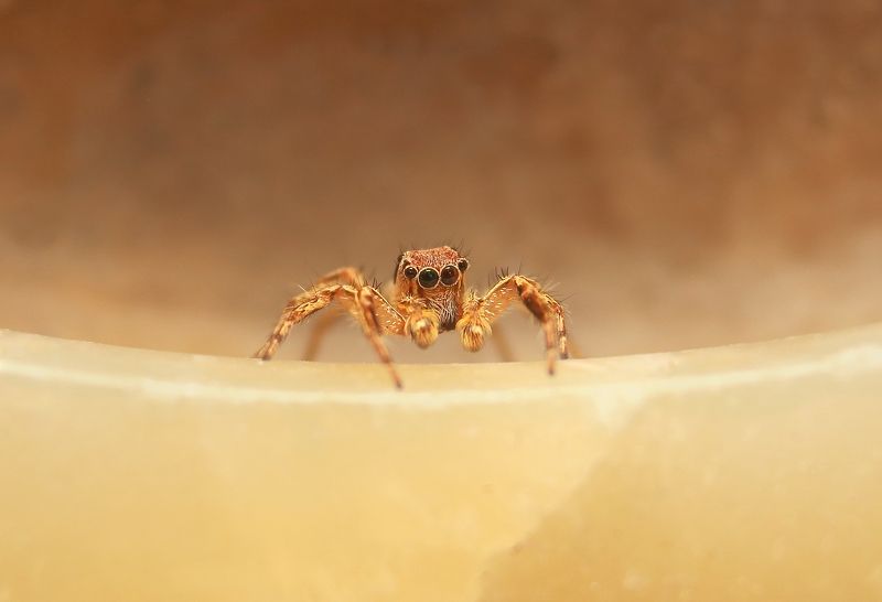 Jumping Spider фото превью