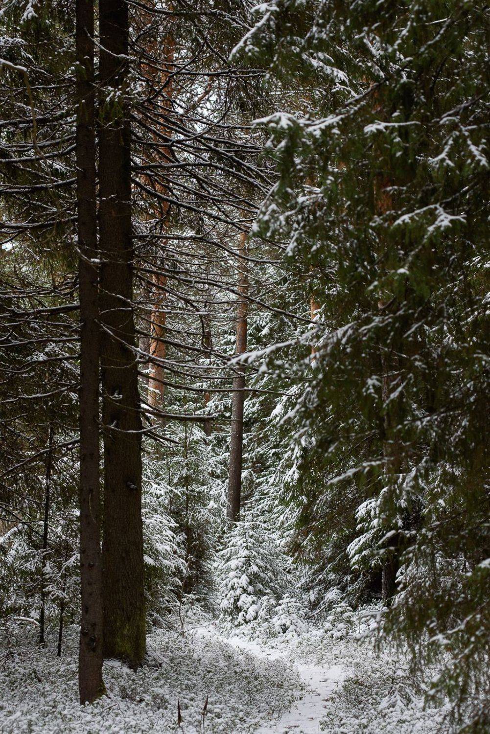 , Григорий Пиль