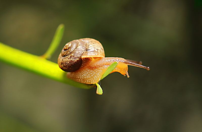 Snail фото превью