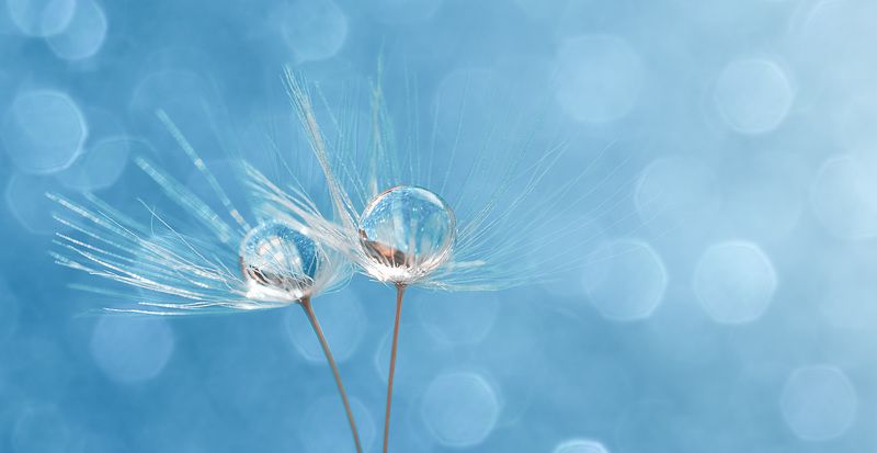 Macro фото превью