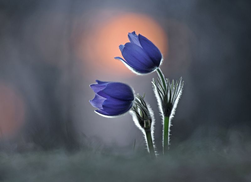 закат, сон-трава, весна С тобою всегда... фото превью