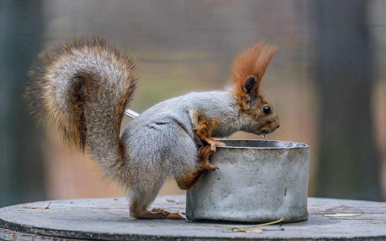 , Александр Круль