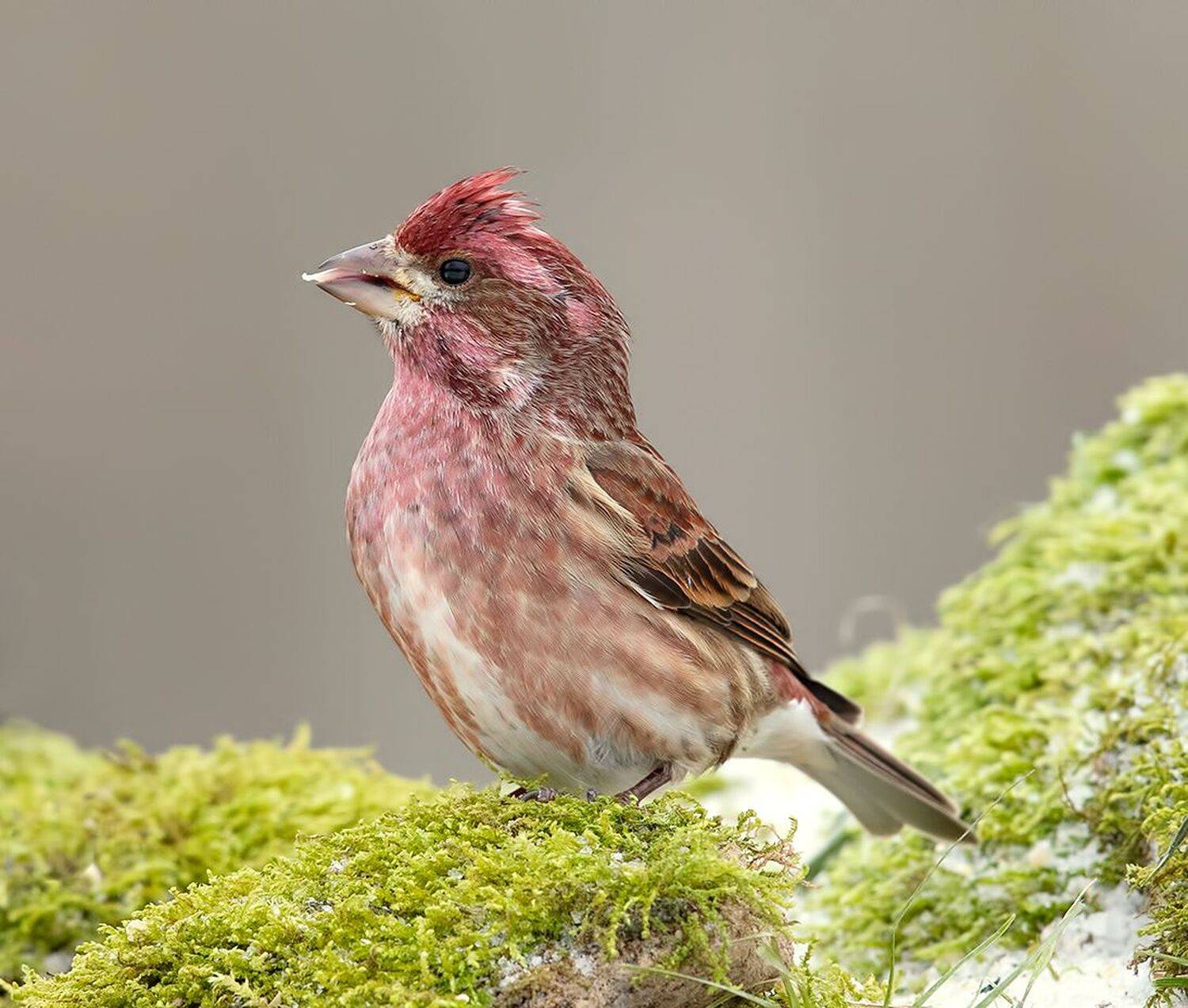 purple finch male, пурпурная чечевица, чечевица, зима, finch, Elizabeth Etkind