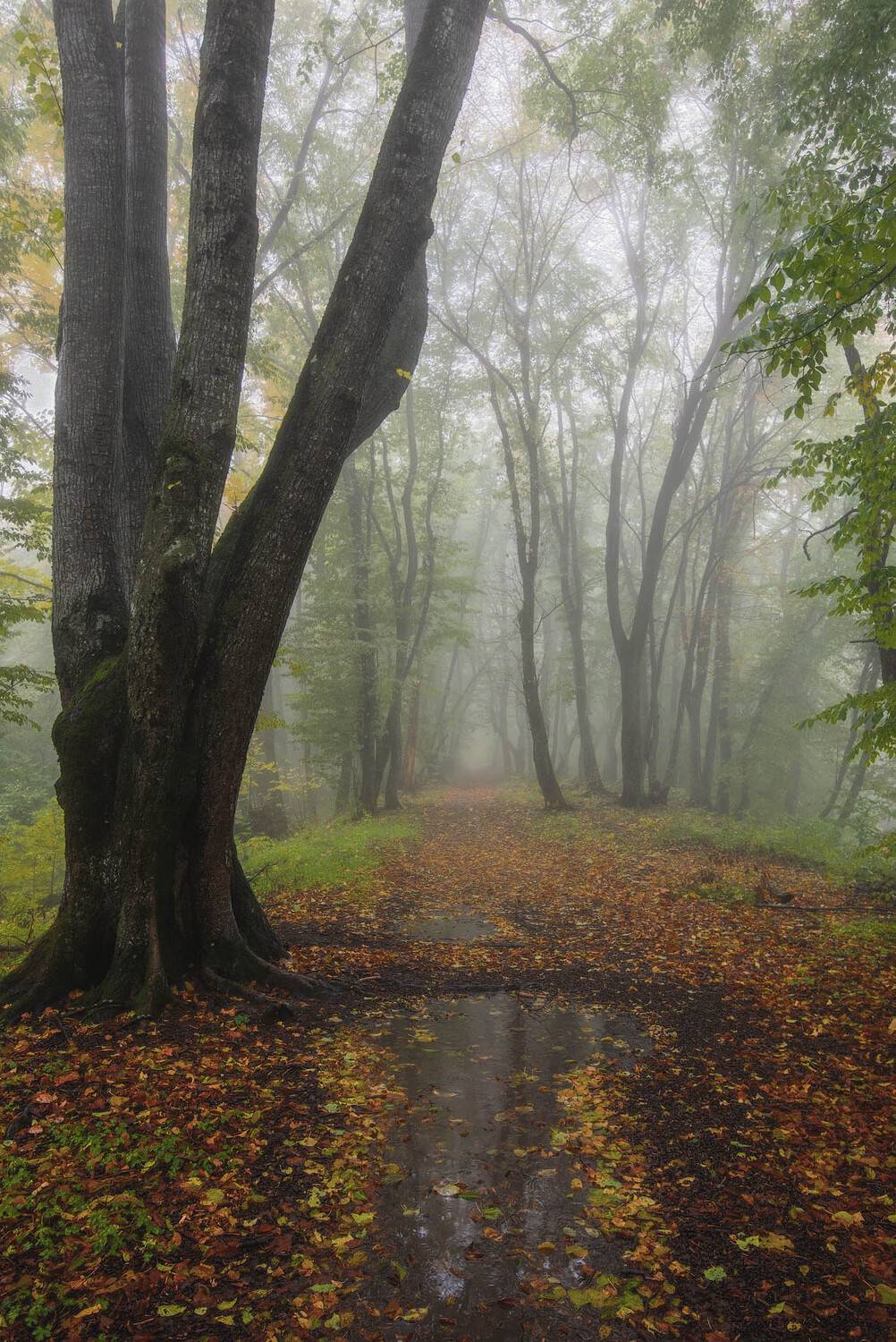 , Шевченко Юрий