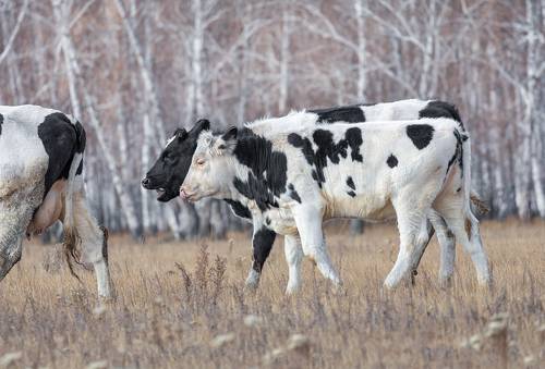 Сыночки проголодались..