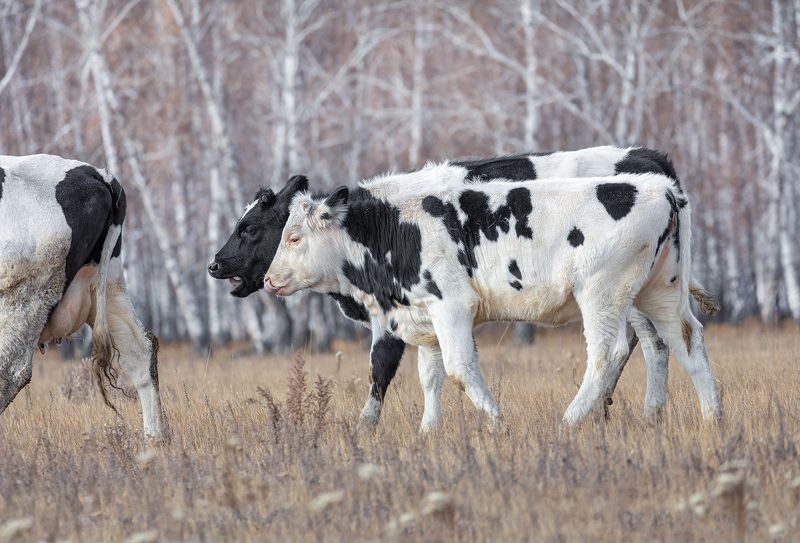 бычки, корова милка, Сыночки проголодались.. фото превью