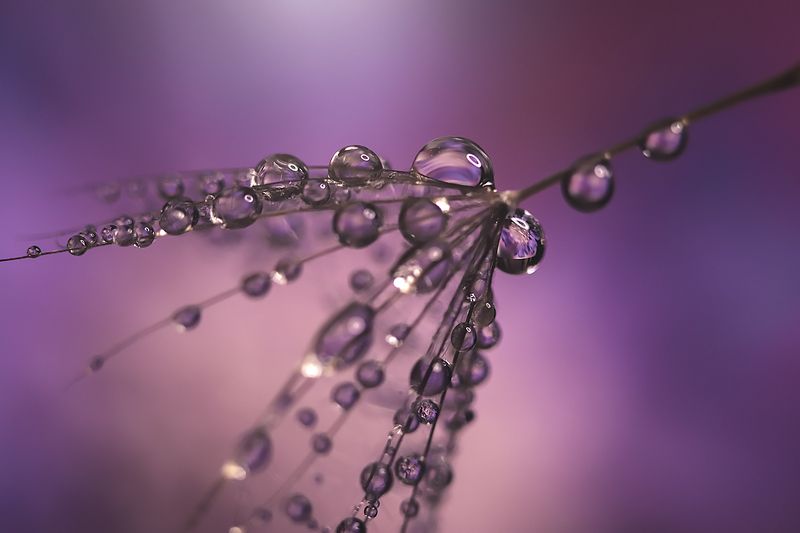 Dandelions фото превью