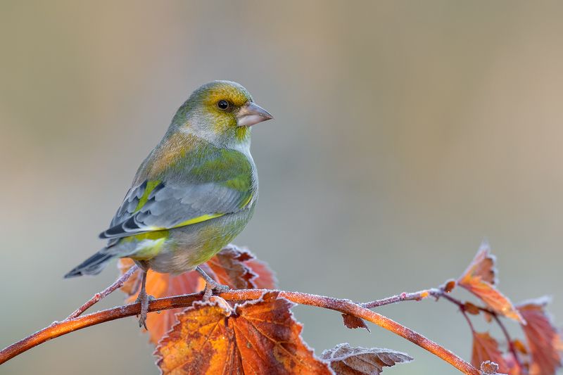 Dzwonek фото превью