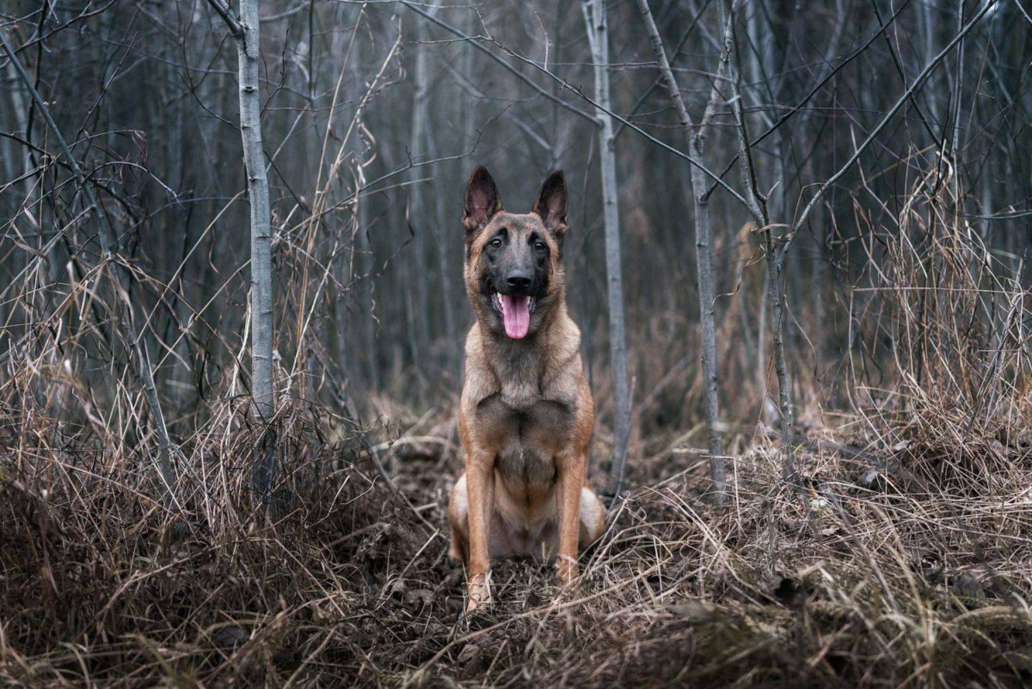 собака, животное, малинуа, Евгений Крутиков