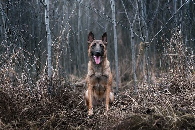 собака, животное, малинуа Зена фото превью
