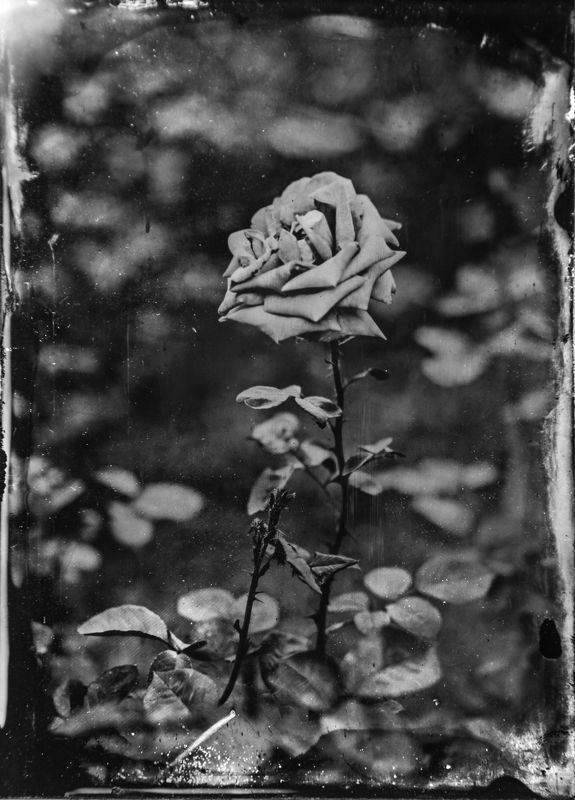 амбротип,  плёнка, средний формат, пейзаж, большой формат.  фото превью