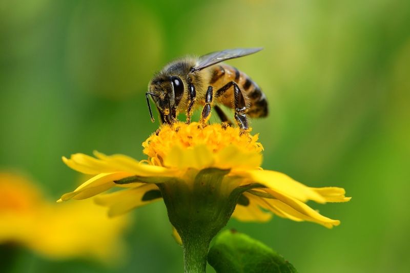 denis moura, mogi das cruzes, brasil, bee Flor фото превью